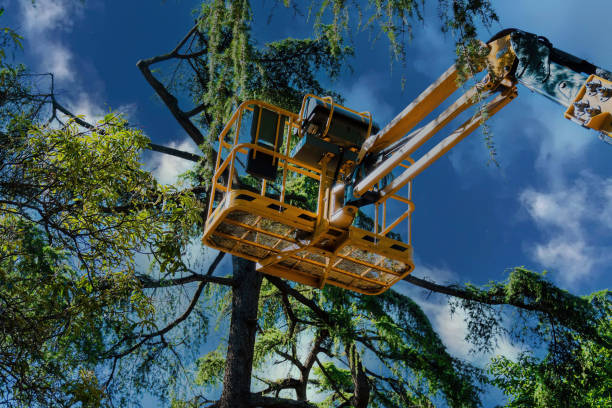 Reliable Jennerstown, PA Tree Removal and Landscaping Services Solutions